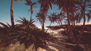 plantación de palmeras datileras destinadas a la producción de alimentos saludables video