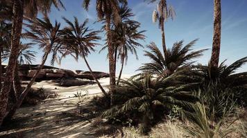 Palm Trees in the Sahara Desert video