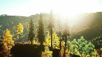 Beautiful grove of trees in the alpine with wildfire smoke at sunset video