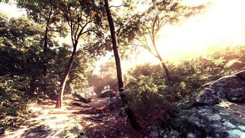 beautiful green forest glade in a light of sun video