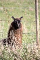 Llama resting in spring pasture in Saskatchewan Canada photo