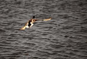 Two Mallard drakes taking flight from pond in Saskatchewan photo