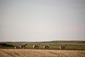 Pronghorn Antelopes in a Sakatchewan field photo