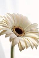 primer plano macro de una flor de margarita foto