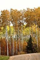 Aspen trees in fall photo