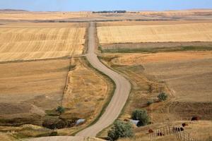 Scenic view of the Saskatchewan crop fields photo