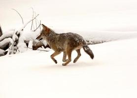 Coyote running through snow covered field photo