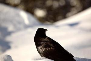 cuervo en invierno en una parada en la carretera foto