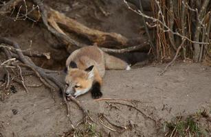 Red Fox pup outside its den photo