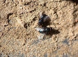 Macro image of a fly photo