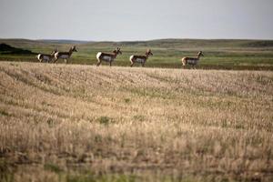 Pronghorn Antelopes in a Sakatchewan field photo