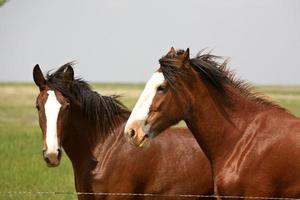 Two horses in a Saskatchewan pasture on a windy day photo