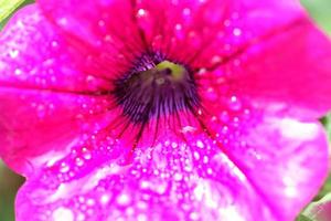 Rain drops on a blooming flower in scenic Saskatchewan photo