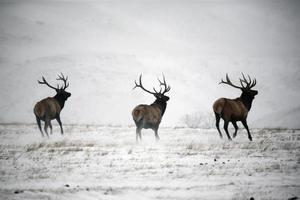 Three male elk running in winter photo