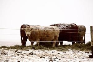 Cattle in winter photo