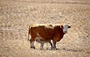 Young calf suckling mother in early spring photo