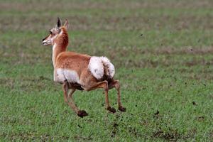 Pronghorned Antelope running through field photo