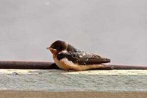 Bank Swallow resting on bridge plank