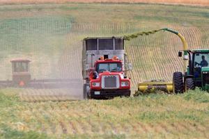Harvesting fodder in Saskatchewan photo