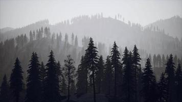 Misty fog in pine forest on mountain slopes video