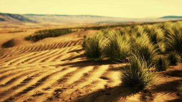 Schöne gelb-orangefarbene Sanddüne in der Wüste in Mittelasien