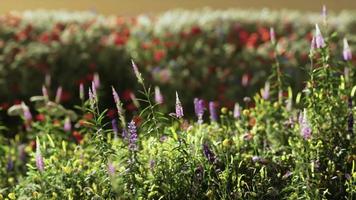 Field with flowers during summer sundown video