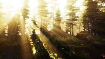 Forest of Beech Trees illuminated by sunbeams through fog video