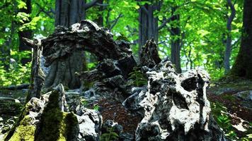 Trunk and stone covered with a green moss video