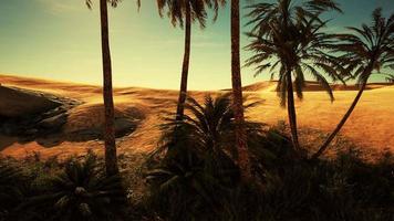 piantagione di palme da dattero destinate a una sana produzione alimentare video