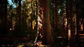 séquoias géants ou séquoia sierran poussant dans la forêt video