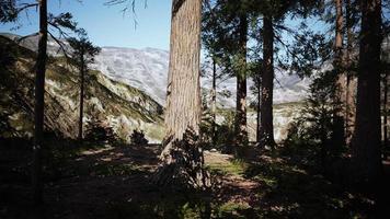 Giant sequoia trees towering above the ground in Sequoia National Park video