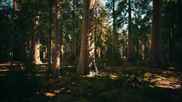 escala das sequoias gigantes do parque nacional das sequoias