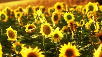 Sunflower fields in warm evening light video