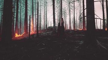 Il disastro di un incendio nella foresta pluviale sta bruciando causato dagli esseri umani video
