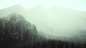 majestuosas montañas con bosque en primer plano en canadá video