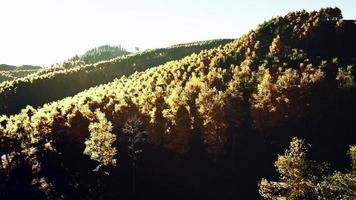 bela floresta de outono laranja e vermelha video