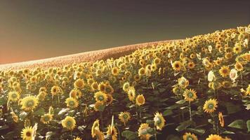 campos de girasoles en la cálida luz del atardecer video