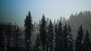 Morning winter forest in Carpathian Mountains video