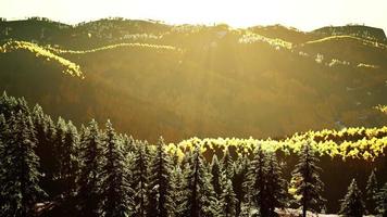 belo bosque de árvores no alpino com fumaça de incêndio ao pôr do sol video