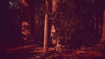 sequoia no parque nacional de yosemite video