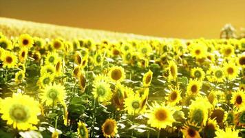 campo de girasol bañado por la luz dorada del sol poniente