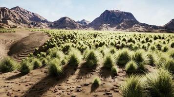 Flat desert with bush and grass video