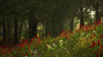 Beautiful view of idyllic alpine mountain scenery with blooming meadows video