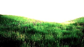 campo verde fresco e céu azul na primavera video