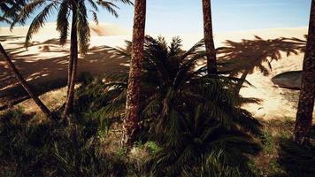 Palm trees of oasis in desert landscape video