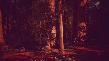 Giant sequoia trees towering above the ground in Sequoia National Park video