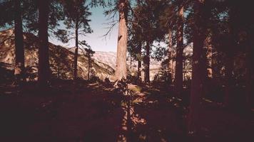 gigantische sequoia-bomen torenhoog boven de grond in sequoia nationaal park video