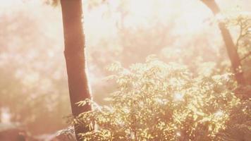 belle clairière de forêt verte à la lumière du soleil video