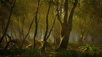 enchanted forest in magical light video