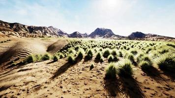 Flat desert with bush and grass video